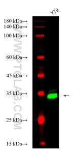 OTX2 Antibody in Western Blot (WB)