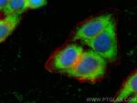 MTPN Antibody in Immunocytochemistry (ICC/IF)
