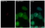 IFT20 Antibody in Immunocytochemistry (ICC/IF)