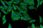 LARP1 Antibody in Immunocytochemistry (ICC/IF)