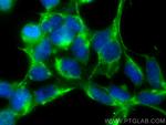 MFN1 Antibody in Immunocytochemistry (ICC/IF)