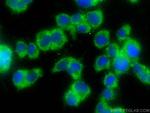 TAC1 Antibody in Immunocytochemistry (ICC/IF)
