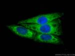 CCPG1 Antibody in Immunocytochemistry (ICC/IF)