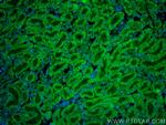 GREM2 Antibody in Immunohistochemistry (PFA fixed) (IHC (PFA))