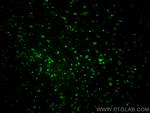 DCX Antibody in Immunohistochemistry (PFA fixed) (IHC (PFA))