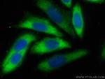 HSPA1L Antibody in Immunocytochemistry (ICC/IF)
