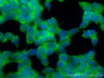 IRGC Antibody in Immunocytochemistry (ICC/IF)