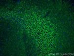 VGAT Antibody in Immunohistochemistry (PFA fixed) (IHC (PFA))