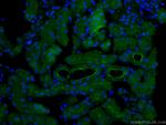 CD13 Antibody in Immunohistochemistry (PFA fixed) (IHC (PFA))