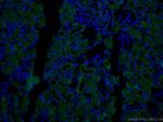 CD13 Antibody in Immunohistochemistry (PFA fixed) (IHC (PFA))