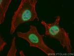 HNRNPU Antibody in Immunocytochemistry (ICC/IF)