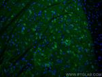 PCP4 Antibody in Immunohistochemistry (PFA fixed) (IHC (PFA))