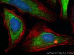 RNMTL1 Antibody in Immunocytochemistry (ICC/IF)