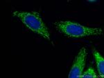 NDUFB8 Antibody in Immunocytochemistry (ICC/IF)