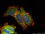 ISCU Antibody in Immunocytochemistry (ICC/IF)