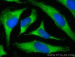 HMOX2 Antibody in Immunocytochemistry (ICC/IF)