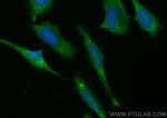 MICAL1 Antibody in Immunocytochemistry (ICC/IF)