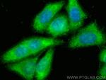 PIG3 Antibody in Immunocytochemistry (ICC/IF)