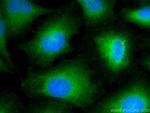 POFUT1 Antibody in Immunocytochemistry (ICC/IF)