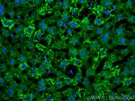 BDH1 Antibody in Immunohistochemistry (PFA fixed) (IHC (PFA))