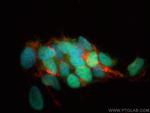 Islet 1 Antibody in Immunocytochemistry (ICC/IF)