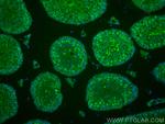 PRM1 Antibody in Immunohistochemistry (PFA fixed) (IHC (PFA))