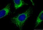 ATP5F1 Antibody in Immunocytochemistry (ICC/IF)