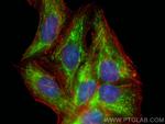 ATP5F1 Antibody in Immunocytochemistry (ICC/IF)