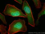 LENG9 Antibody in Immunocytochemistry (ICC/IF)