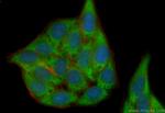 ORM1 Antibody in Immunocytochemistry (ICC/IF)