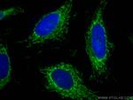 ATP5I Antibody in Immunocytochemistry (ICC/IF)