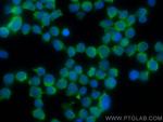 ARHGAP4 Antibody in Immunocytochemistry (ICC/IF)