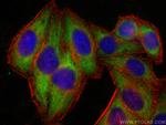 RPS21 Antibody in Immunocytochemistry (ICC/IF)