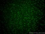Syntabulin Antibody in Immunohistochemistry (PFA fixed) (IHC (PFA))