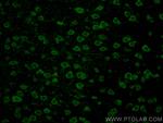 Syntabulin Antibody in Immunohistochemistry (PFA fixed) (IHC (PFA))