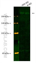 RB1CC1 Antibody in Western Blot (WB)