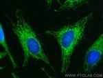 MRPL42 Antibody in Immunocytochemistry (ICC/IF)