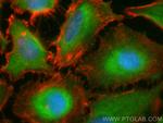 EXD1 Antibody in Immunocytochemistry (ICC/IF)