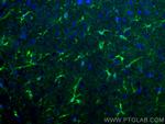 ALDH1L1 Antibody in Immunohistochemistry (PFA fixed) (IHC (PFA))