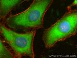 Sur-8 Antibody in Immunocytochemistry (ICC/IF)
