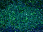 CD3 Antibody in Immunohistochemistry (PFA fixed) (IHC (PFA))