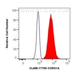 CORO1A Antibody in Flow Cytometry (Flow)