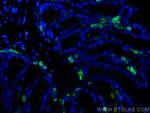 CORO1A Antibody in Immunohistochemistry (PFA fixed) (IHC (PFA))