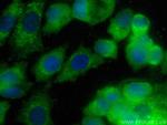 SPERT Antibody in Immunocytochemistry (ICC/IF)