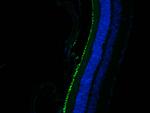 RPE65 Antibody in Immunohistochemistry (PFA fixed) (IHC (PFA))