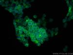 GYPC Antibody in Immunocytochemistry (ICC/IF)