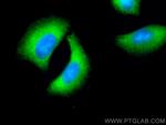 CPLX2 Antibody in Immunocytochemistry (ICC/IF)
