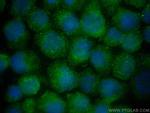 DEAF1 Antibody in Immunocytochemistry (ICC/IF)
