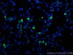 CD206 Antibody in Immunohistochemistry (PFA fixed) (IHC (PFA))