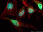 RBM16 Antibody in Immunocytochemistry (ICC/IF)